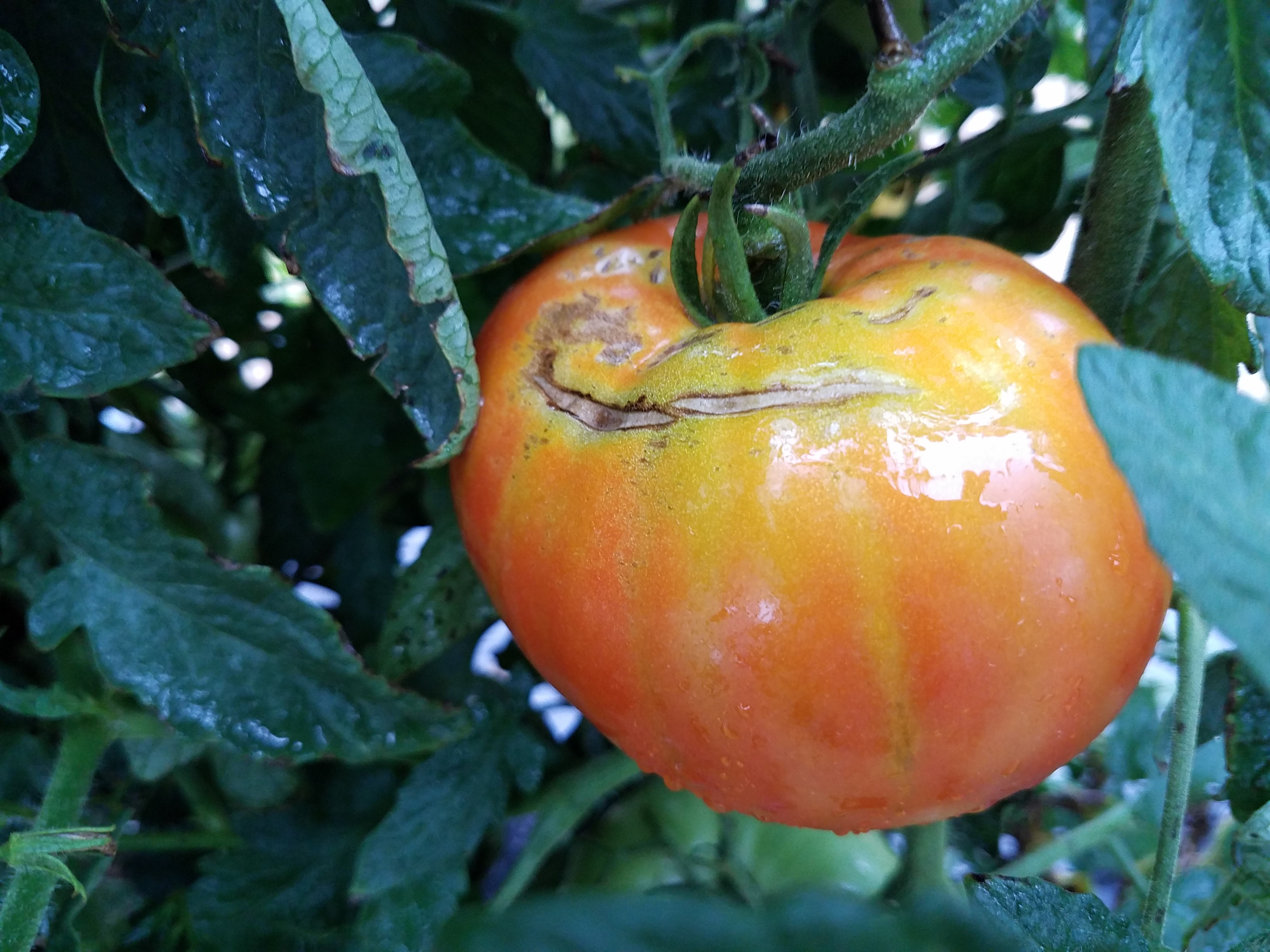 tomato skin splits